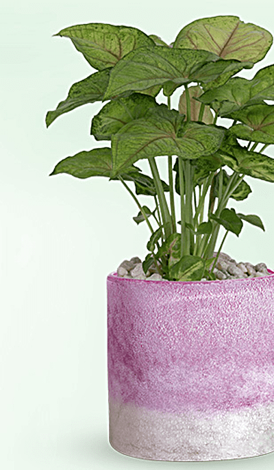 Teleflora's Lavender Frost Plant