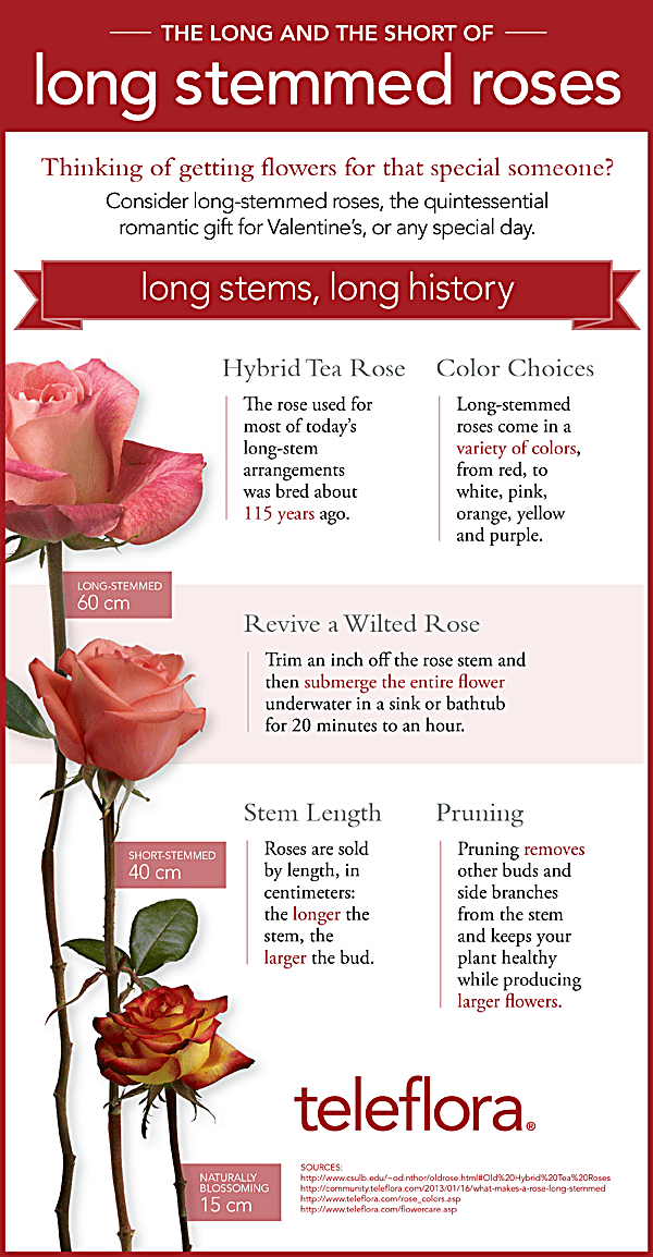 Long-Stemmed Rose Infographic