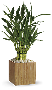 Teleflora's Good Luck Bamboo Plants