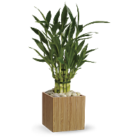 Teleflora's Good Luck Bamboo