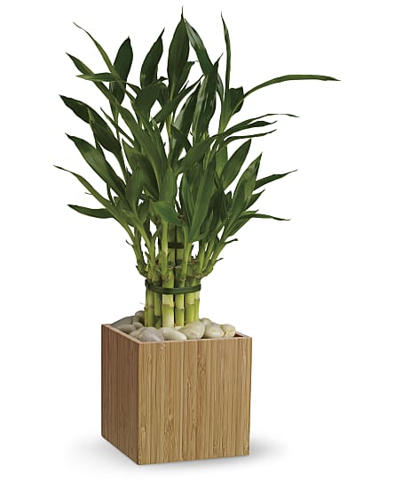 Good Luck Bamboo Plants Good Luck Bamboo Plant Basket
