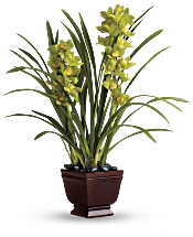 Teleflora's Splendid Orchids Plants