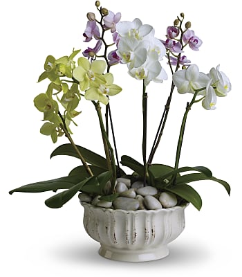 Regal Orchids Plants