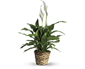 Simply Elegant Spathiphyllum - Small, picture