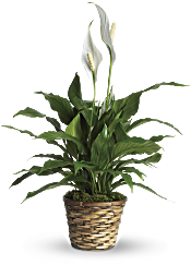 Simply Elegant Spathiphyllum - Small Plants