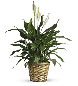 Simply Elegant Spathiphyllum - Medium, picture