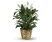 Simply Elegant Spathiphyllum - Large, picture