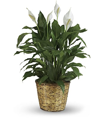 Simply Elegant Spathiphyllum - Large Plants
