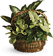 Emerald Garden Basket Plants