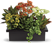 Stylish Plant Assortment Plants
