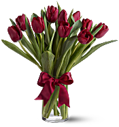 Radiantly Red Tulips Flowers