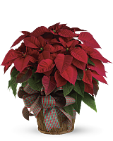 Poinsettia Plant