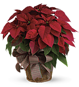 Large Red Poinsettia, picture