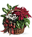 Holiday Homecoming Basket Plants