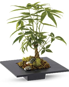 Shop Teleflora's Money Tree arrangement