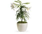 Easter Lily Plant, picture