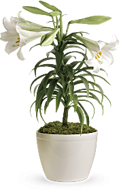 Easter Lily  Plants