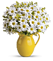 Teleflora's Sunny Day Pitcher of Daisies Flowers