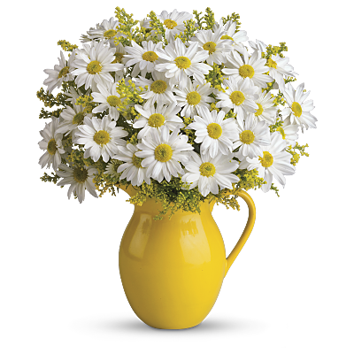 Teleflora's Sunny Day Pitcher of Daisies