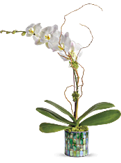 Teleflora's Stained Glass Orchid Plants