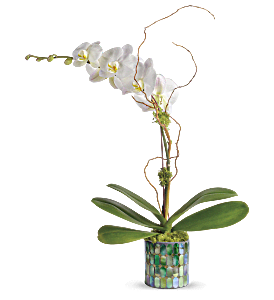 Teleflora's Stained Glass Orchid, picture
