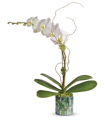 Teleflora's Stained Glass Orchid Plants