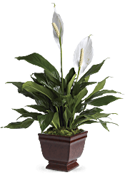 Teleflora's Lovely One Spathiphyllum  Plants
