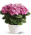 Happy Hydrangea - Pink Plants