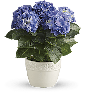 Happy Hydrangea - Blue, picture