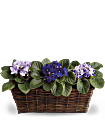 Sweet Violet Trio Plants