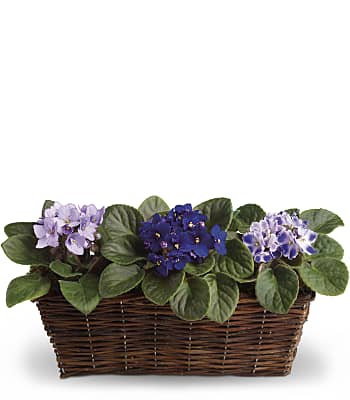 Sweet Violet Trio Plants