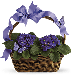 Violets And Butterflies, picture