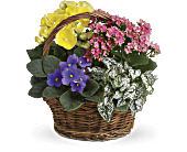 Spring Has Sprung Mixed Basket, picture