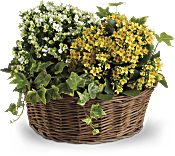 Basket of Joy Plants