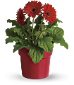 Rainbow Rays Potted Gerbera - Red Plants