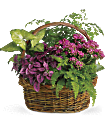 Secret Garden Basket Plants