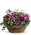 Simply Chic Mixed Plant Basket Plants