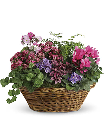 Simply Chic Mixed Plant Basket Plants