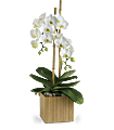 Teleflora's Opulent Orchids Plants
