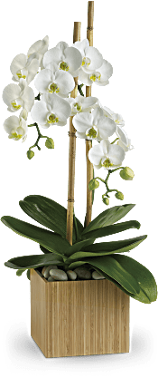Teleflora's Opulent Orchids Plants