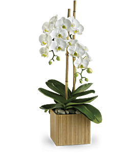 Teleflora's Opulent Orchids, picture