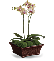 Divine Orchid Plants