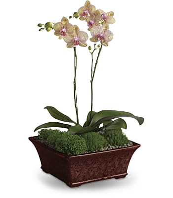 Divine Orchid Plants