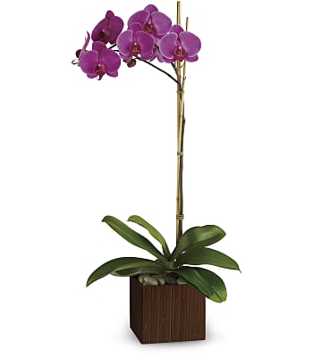 Teleflora's Sublime Orchid Plants