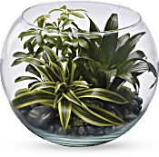 Sphere Of Tranquility Terrarium Plants