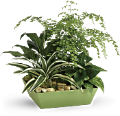 Forever Green Plant Garden Plants