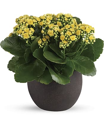 Forever Yellow Kalanchoes Plants