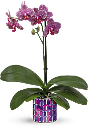 Teleflora's Jewel Shine Orchid Plants