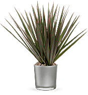 Teleflora's Moonstone Dracaena Plants