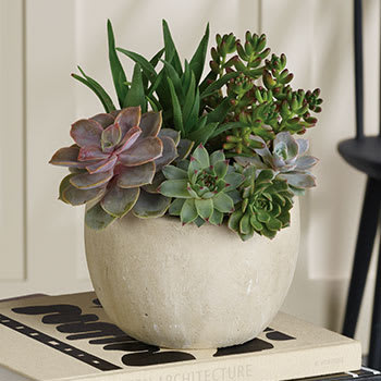 SEND SWOON-WORTHY<br>SUCCULENTS